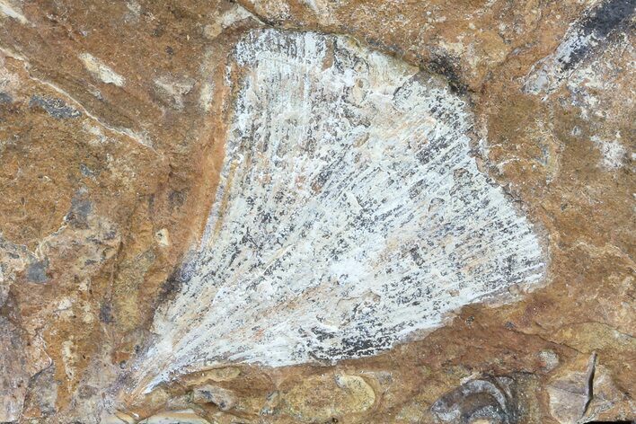 Fossil Ginkgo Leaf From North Dakota - Paleocene #81230